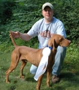 Cisco - 4th Place, AGD, VCM Spring FT, April 2008 (First Gun Dog Placement)